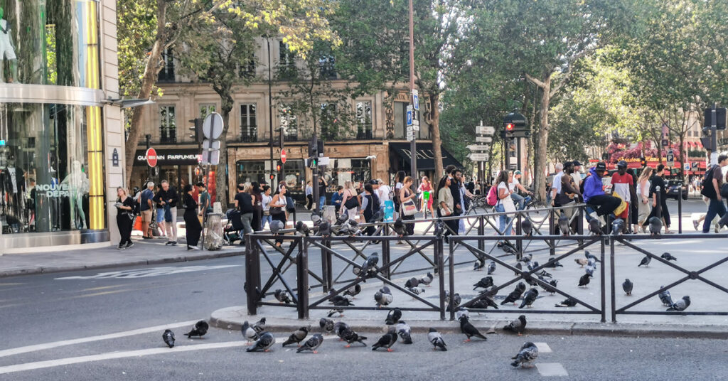 フランスの鳩